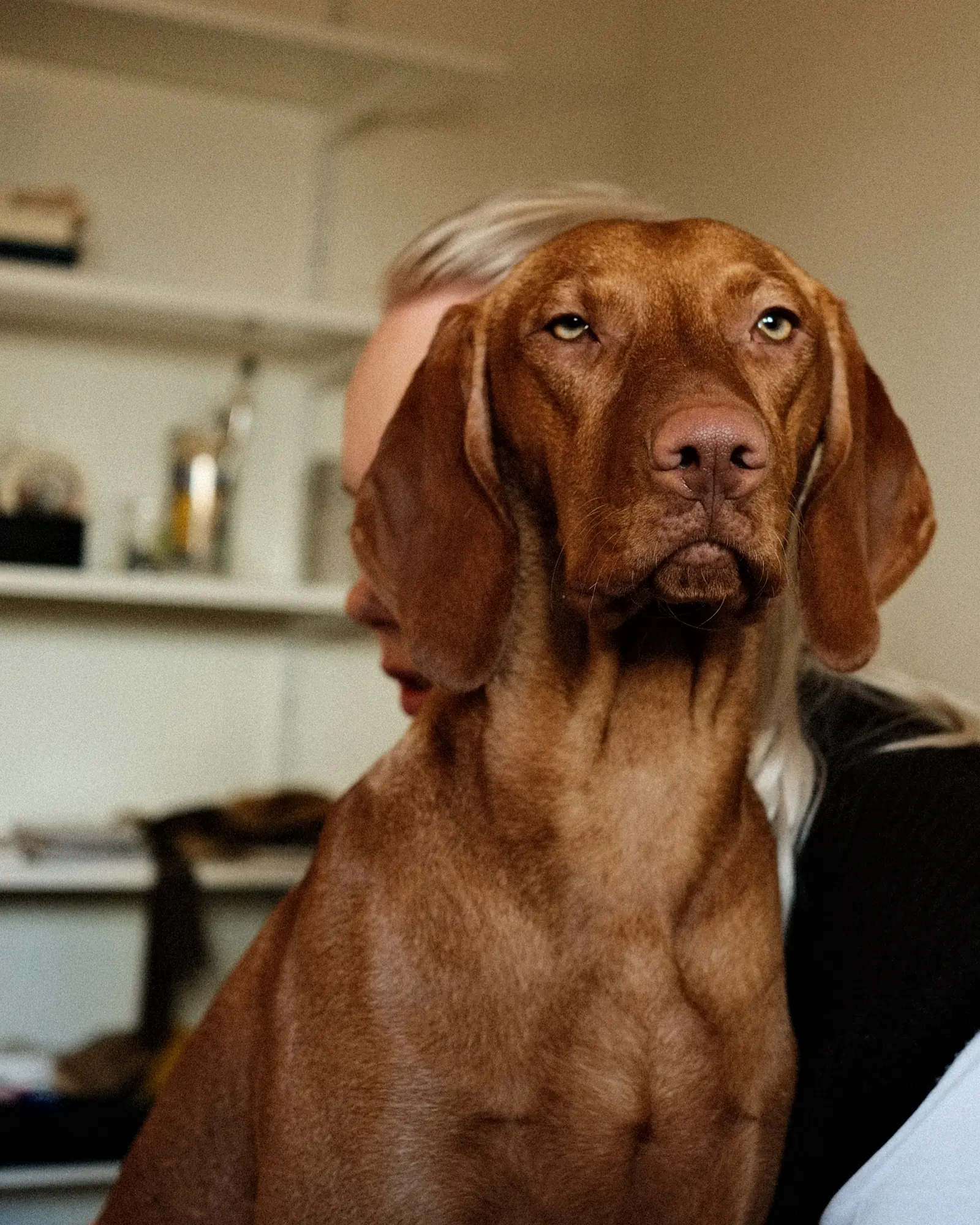The studio dog at Several's office