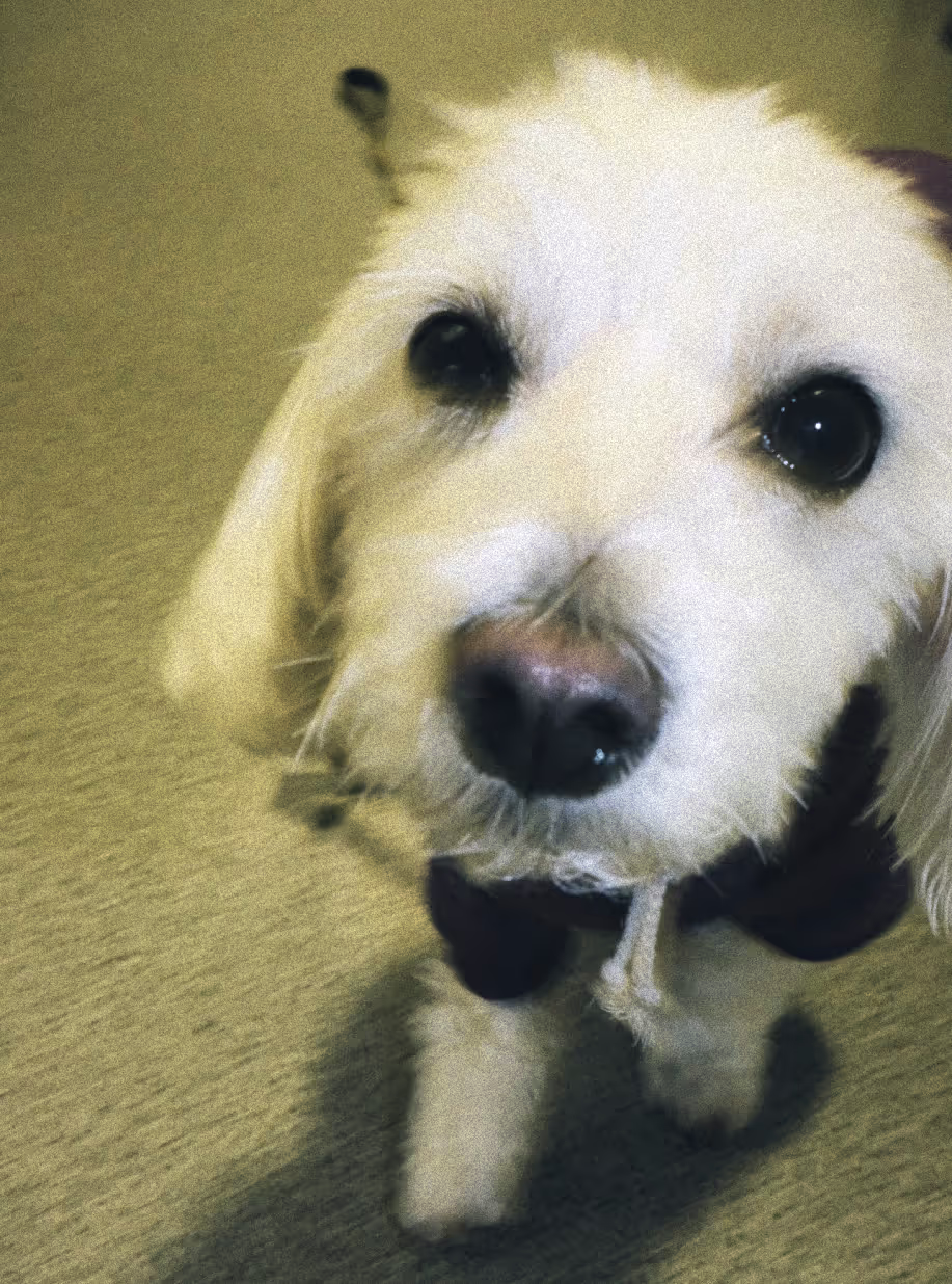 Dog in photo style of goalplan brand identity design